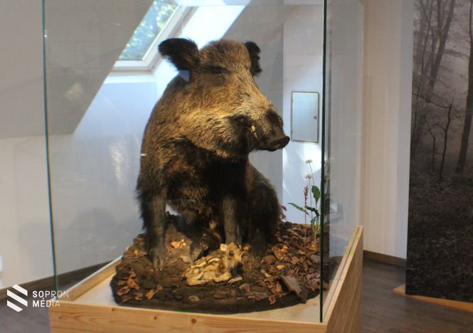 Kőhalmy Vadászati Múzeum