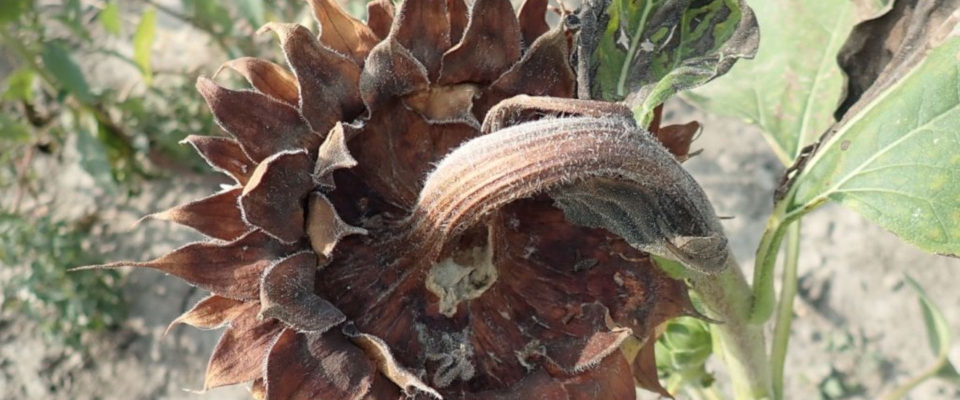 Agrofil-SZMI Kft.