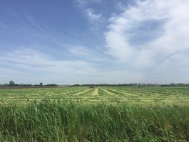 Becva festulolium - Szarvasi Agrár Zrt. 2020. május 11.