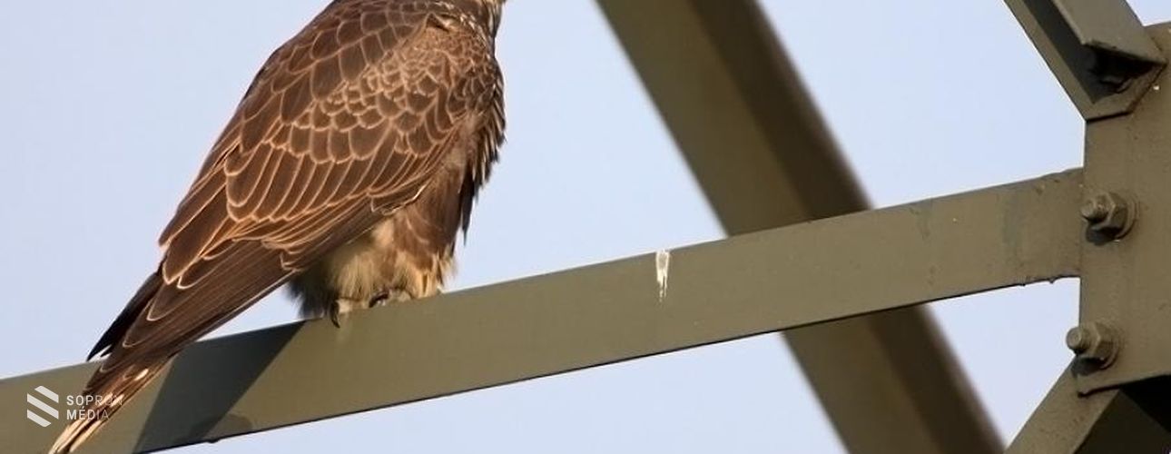 A kerecsensólyom a 2024-es év madara