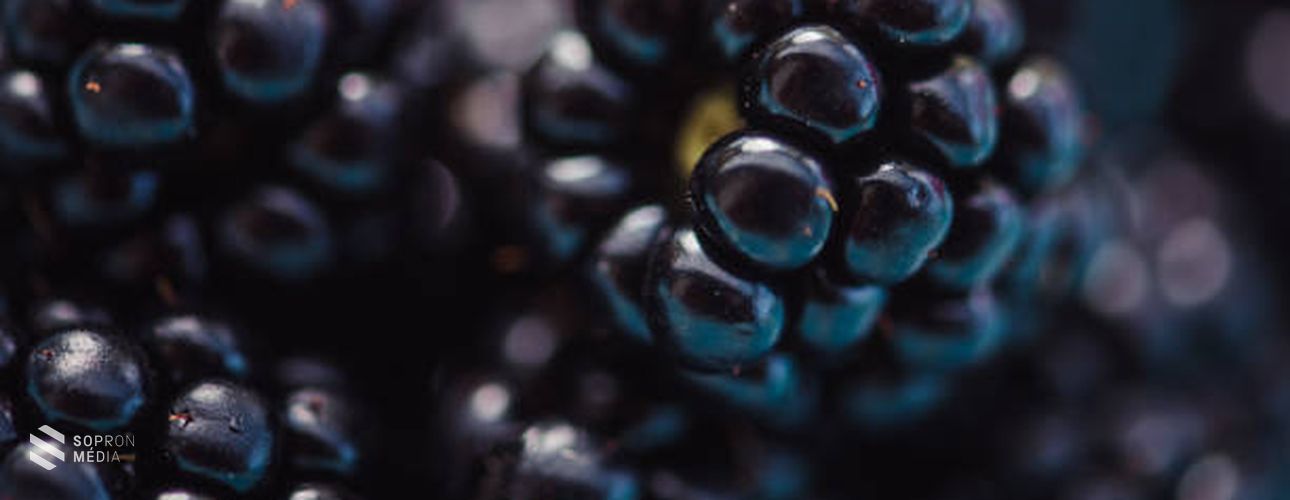 A szeder valóságos csodaszer!