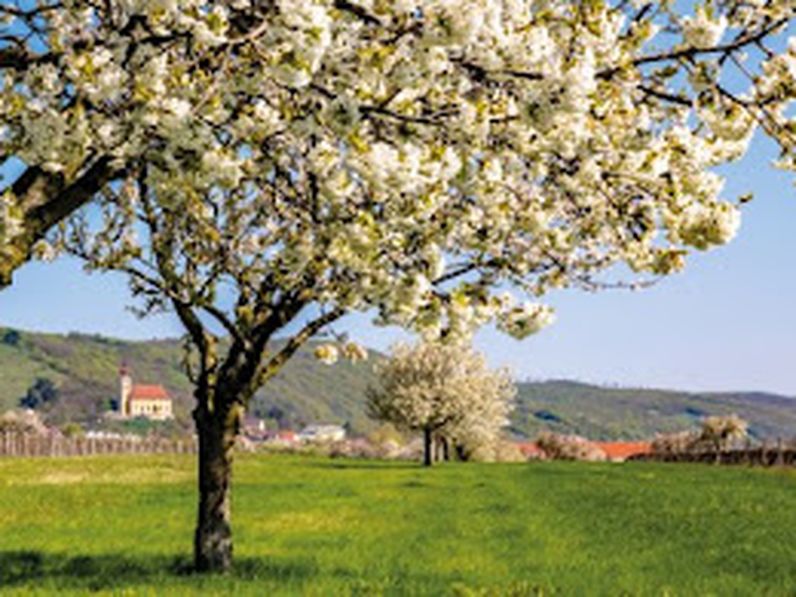 Fertőfehéregyháza – a település, mely nevét egykori fehér falú templomáról kapta