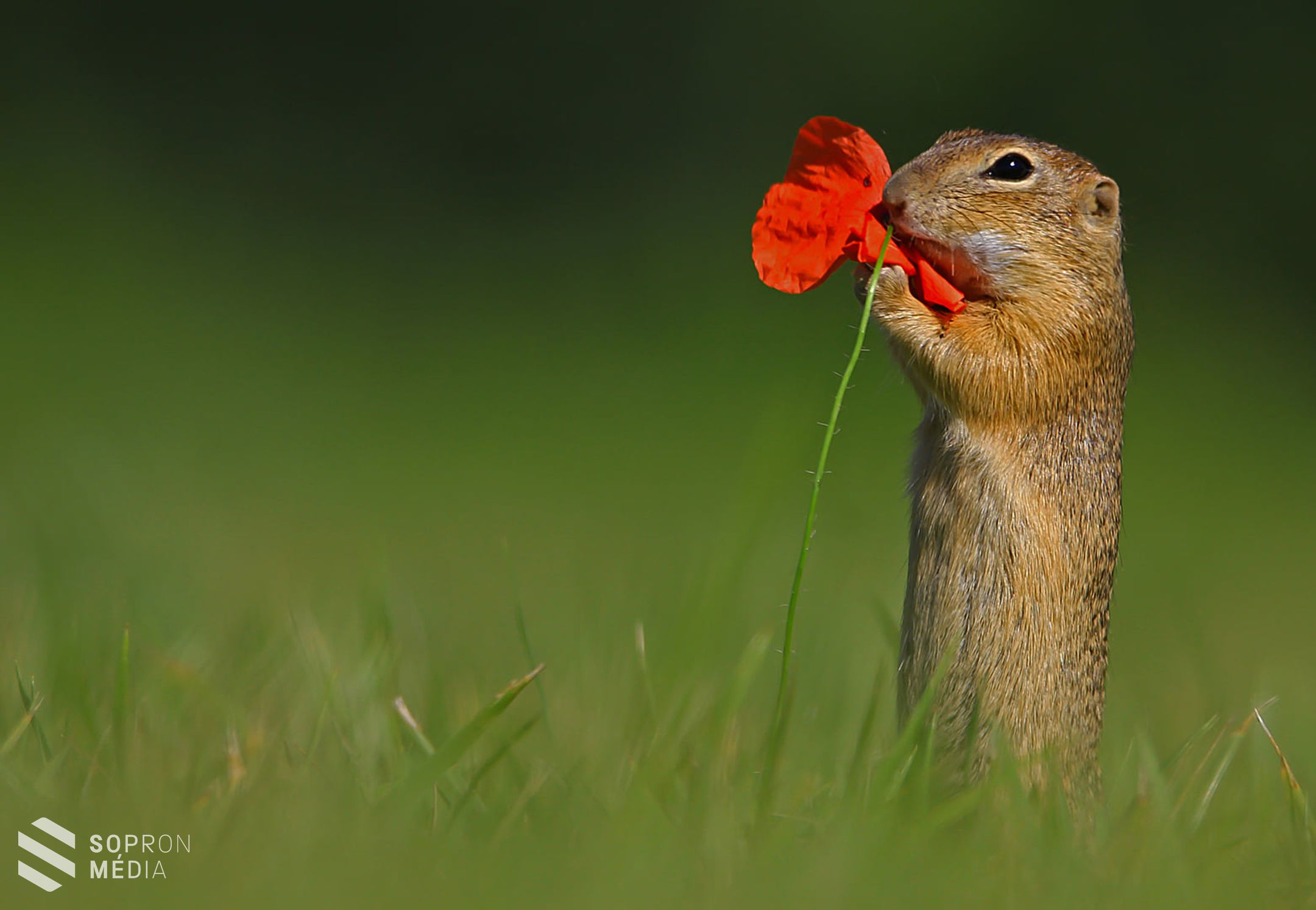 Aranyérmes lett a soproni Kránitz Roland