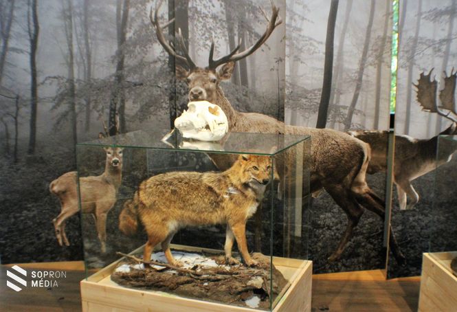 Kőhalmy Vadászati Múzeum