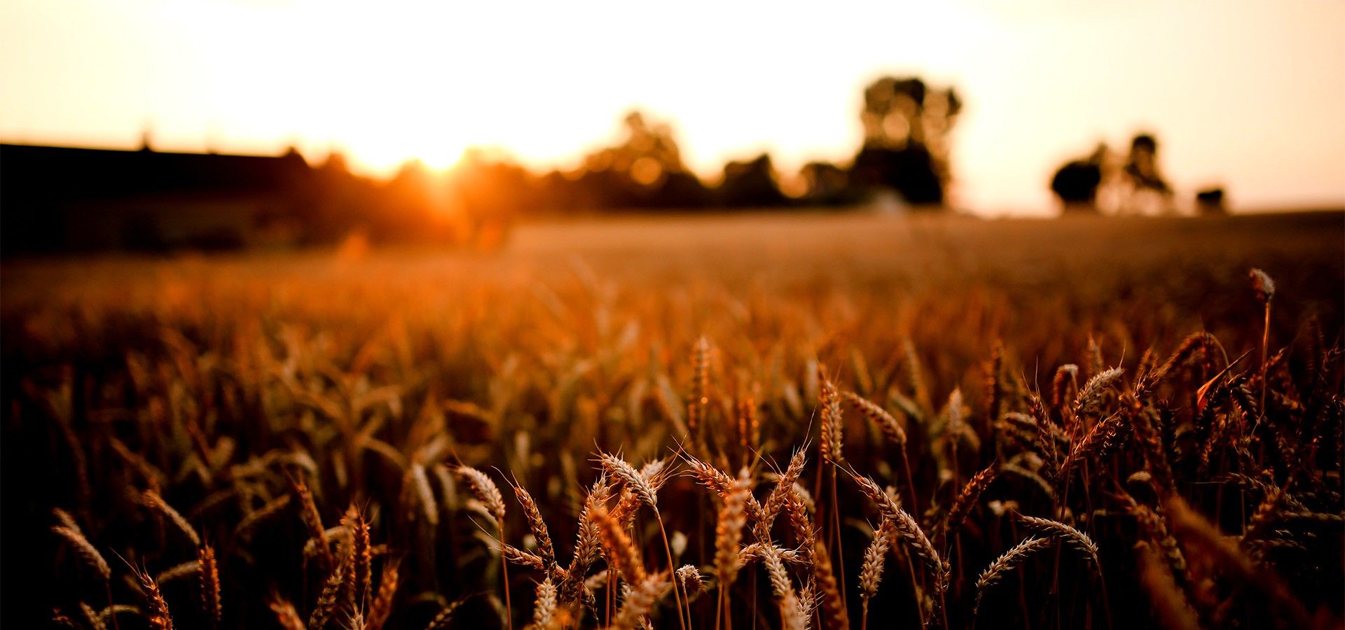 Sok a szalmája, nem tud mit kezdeni vele?