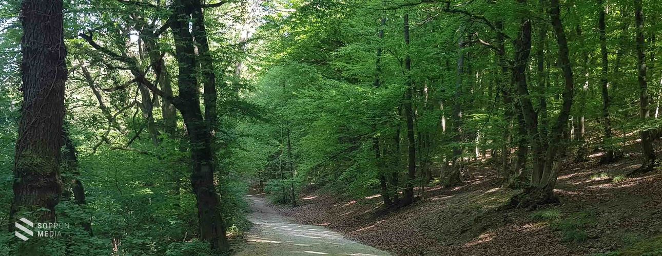 Megújult a Várhely utca és a Szalamandra-tó közötti út a városvezetés támogatásával
