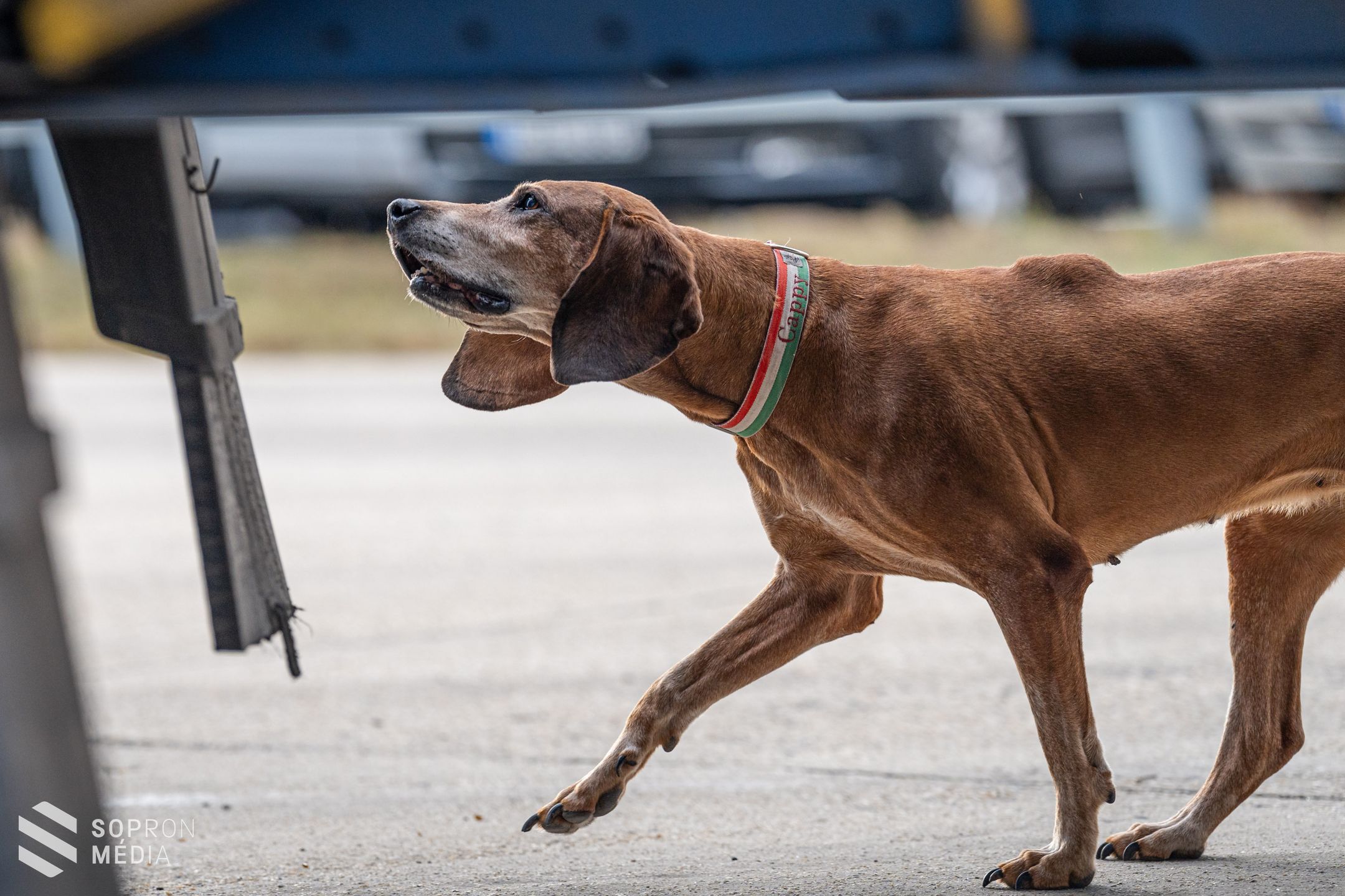 Az ember leghűségesebb társa a munkában is nagy segítség