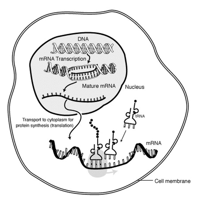 Az mRNS életciklusa eukarióta sejtben. Az RNS a sejtmagban átíródik a DNS-ről, modifikáció után kikerül a citoplazmába, ahol a riboszómákon végbemegy a transzláció folyamata. Végül az mRNS lebomlik. 