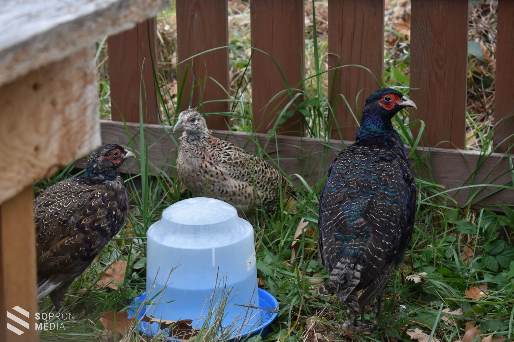 Barcogós hétvége volt az Erdő Házában