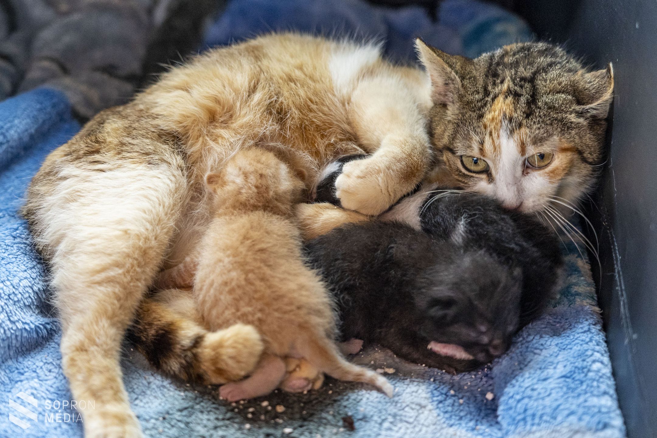 Cicákat mentenek – Nyílt napon mutatkozik be a MacskAngyal Cicamentő Alapítvány