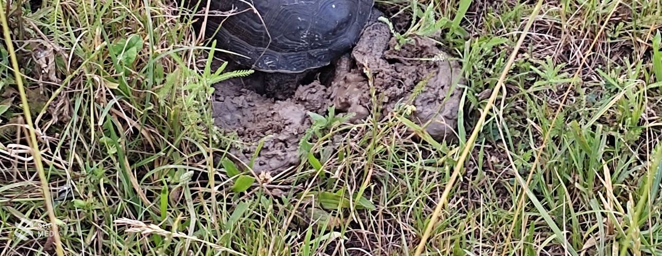 Megkezdődött a mocsári teknősök tojásrakási időszaka