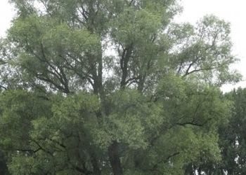 Tiszadorogmai Göbe-erdő