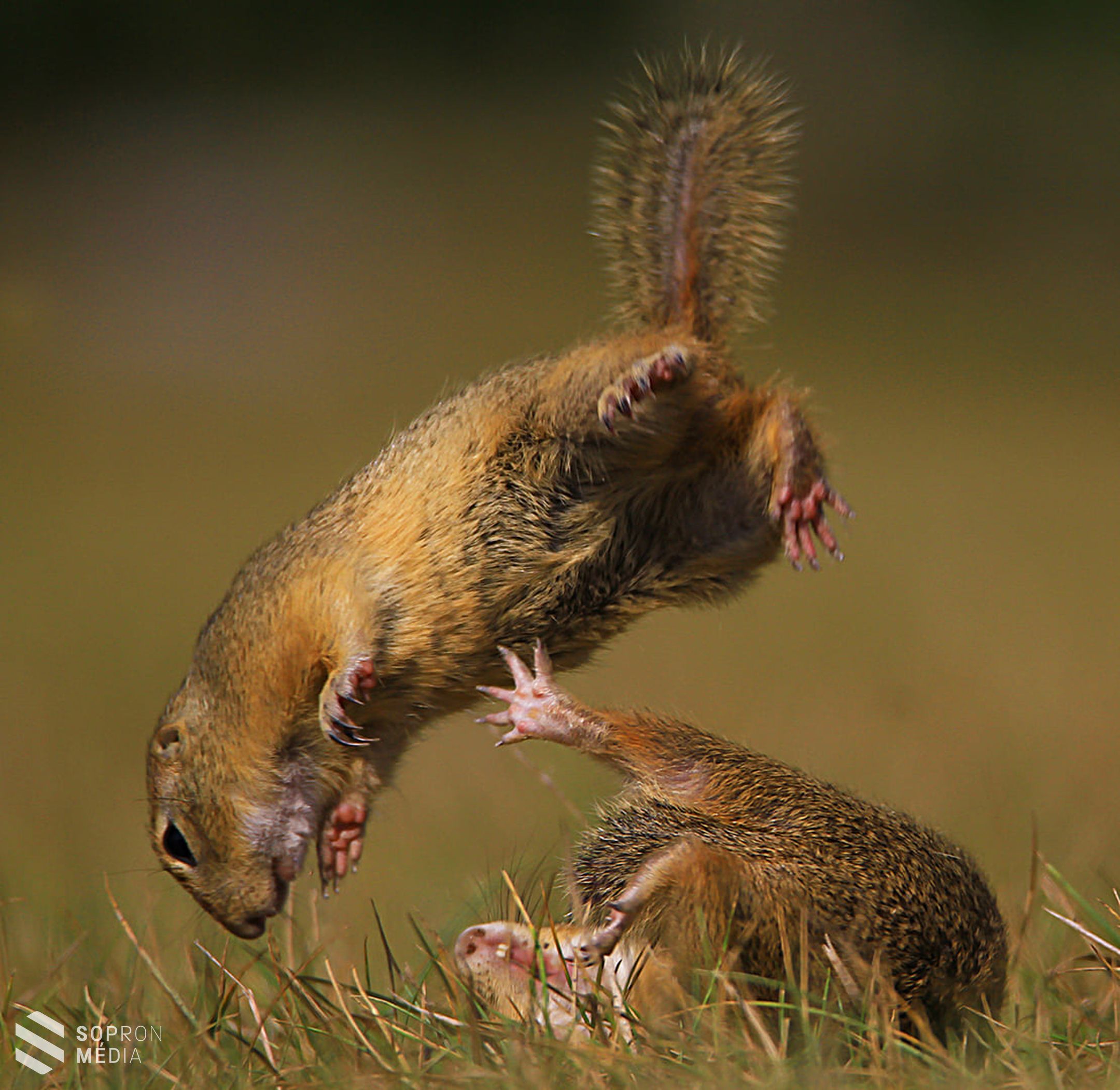 Aranyérmes lett a soproni Kránitz Roland