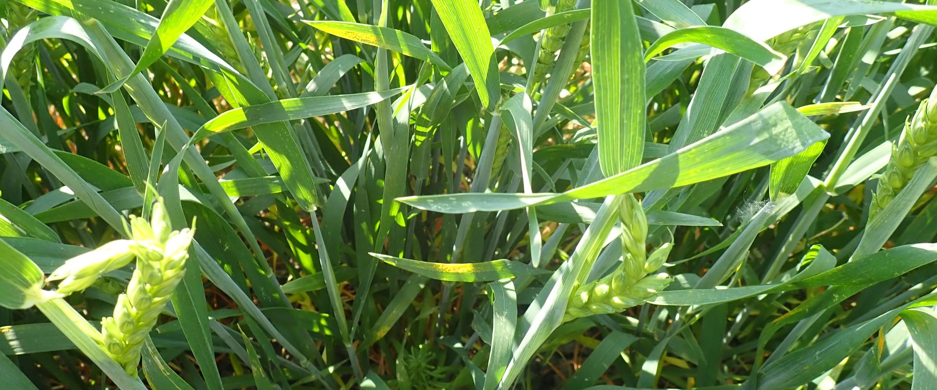 Agrofil-SZMI Kft.