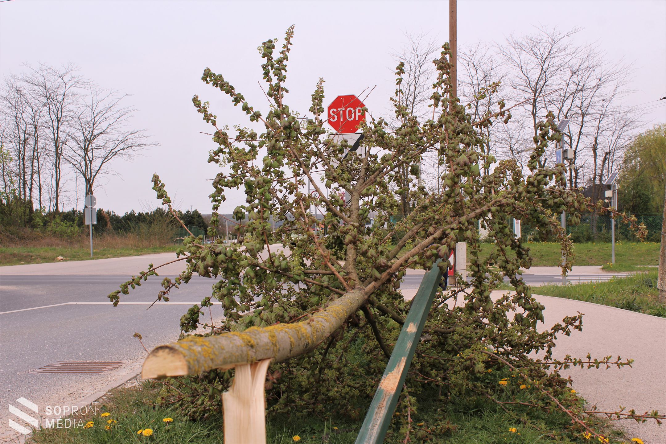 Összesen 51 fát pusztítottak ki a tómalmi városrészben / Nyomravezetői díjat ajánlottak fel! 