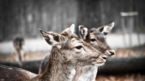 Vigyázat! Vadak az úton!