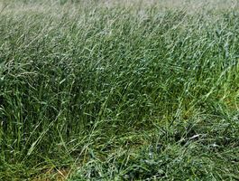 Festulolium betakarítás Pélpusztai Mg. Kft. 2020. június