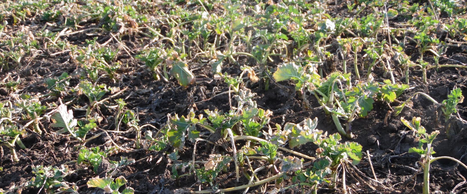 Agrofil-SZMI Kft.