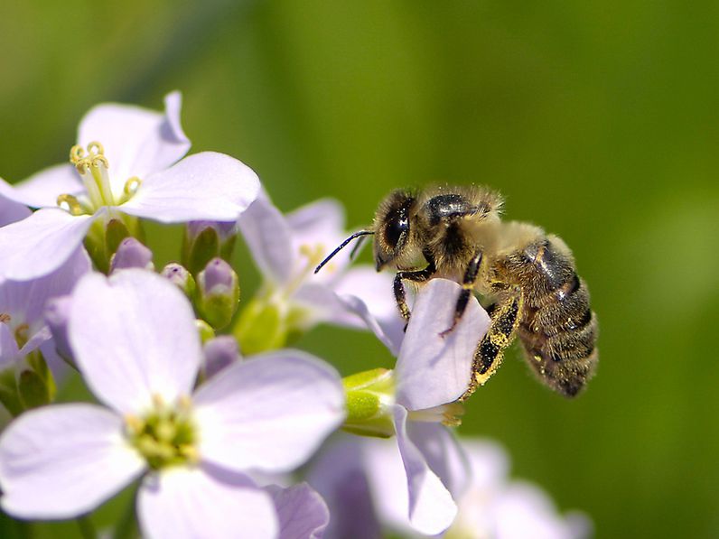 Nagyon megviseli a méhcsaládokat a márciusi tél