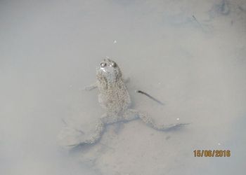 Tiszadorogmai Göbe-erdő