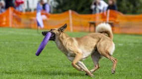 II. Dog Puller Világbajnokság