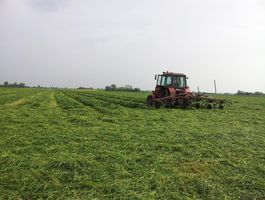 Alternatívák kiváló minőségű tömegtakarmány bázis megvalósításához