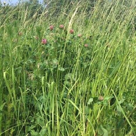 VITALSEED RÉT 3. fűkeverék vetőmag /MEADOWMAX 3/