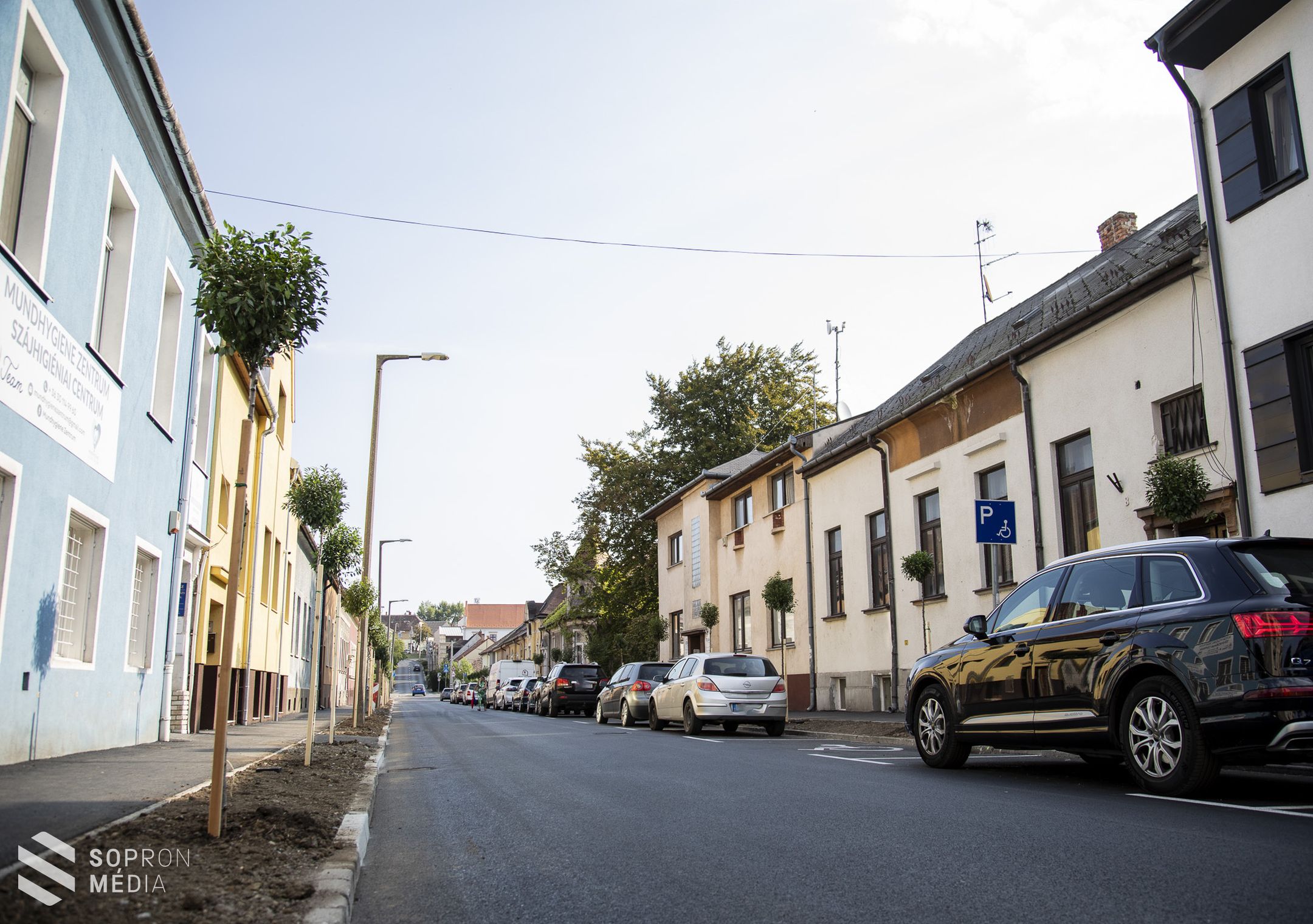 41 darab új fát ültettek a Patak utcában
