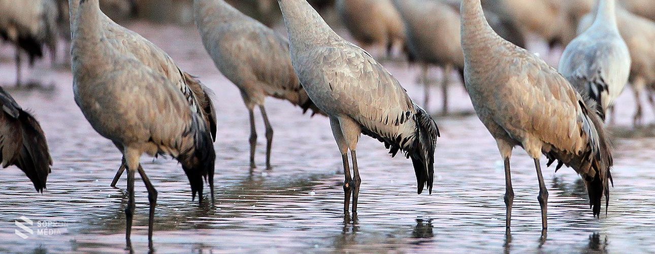 A Fertő-Hanság Nemzeti Parkban számlálták a legtöbb daru madarat