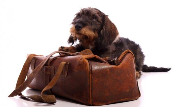 You don’t have to leave your pet at home