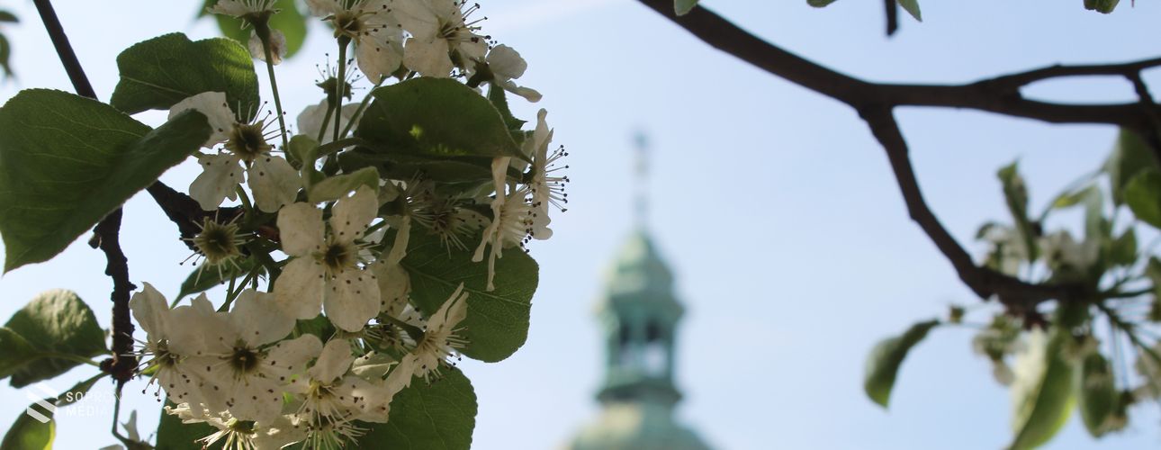 Itt a tavasz – virágba borult Sopron