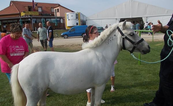 24. Falunap 2013. augusztus 10.