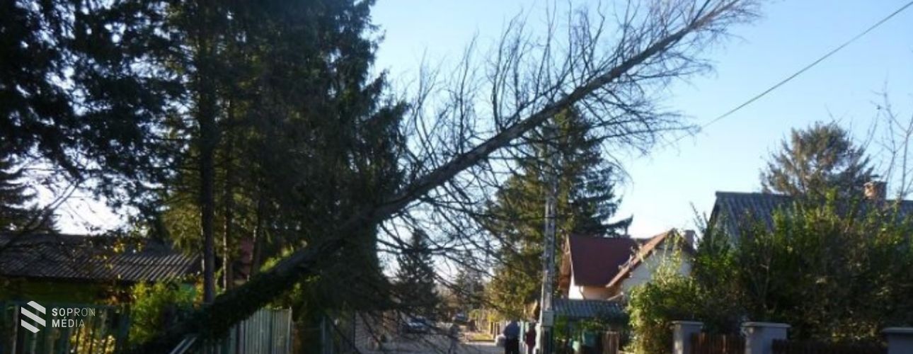 Dőltek a fák Sopronban 