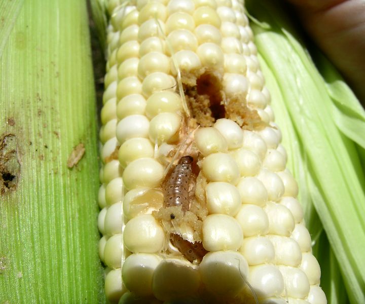 A kukorica termését veszélyeztető kártevők