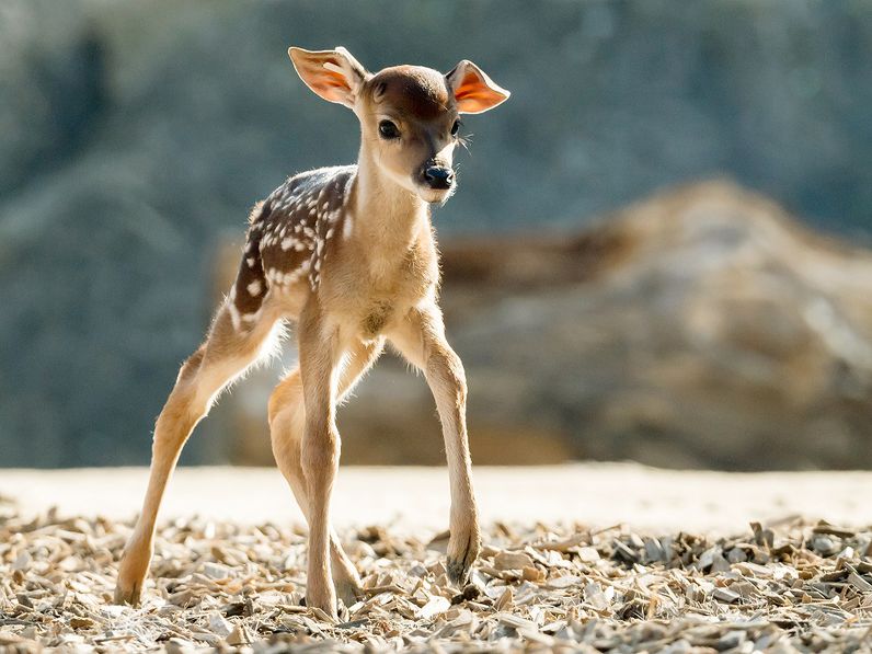 Újszülött Bambik a bécsi állatkertben