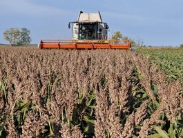 Cirok termesztéstechnológia