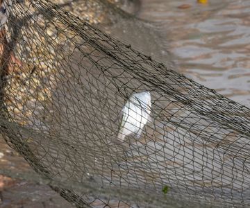 40 Halász Emléknapok 2025. augusztus 1-3.