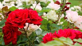 Vezetett séták a Cziráky Margit Rózsakertben