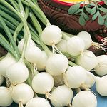 Gyöngyhagyma  Barletta 50 g termék képe