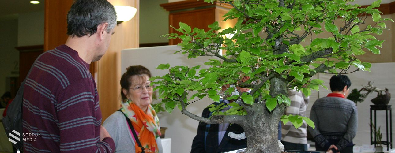Bonsai és suiseki kiállítás Sopronban