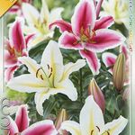 Liliom Duo Pink-White 2 db/csomag termék képe
