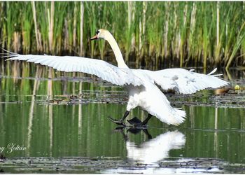 Tisza-tavi Madárrezervátum