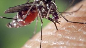 Ismét földi szúnyoggyérítés lesz Sopronban