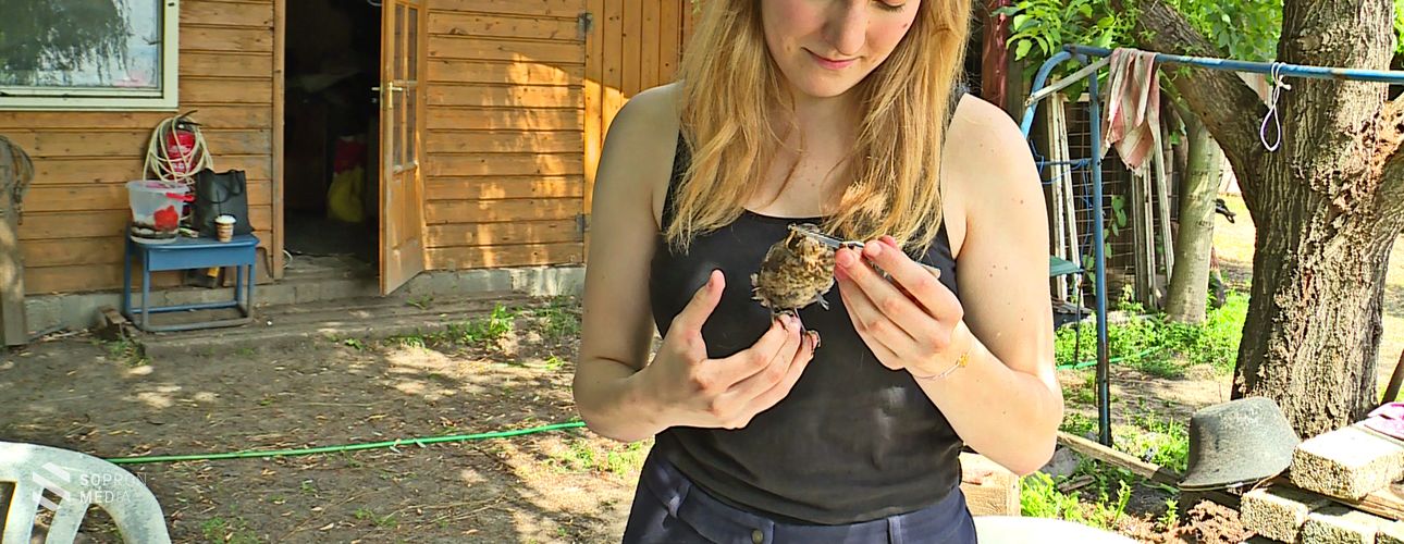 Madármentő akciók Sopronban – mit tehetünk mi?