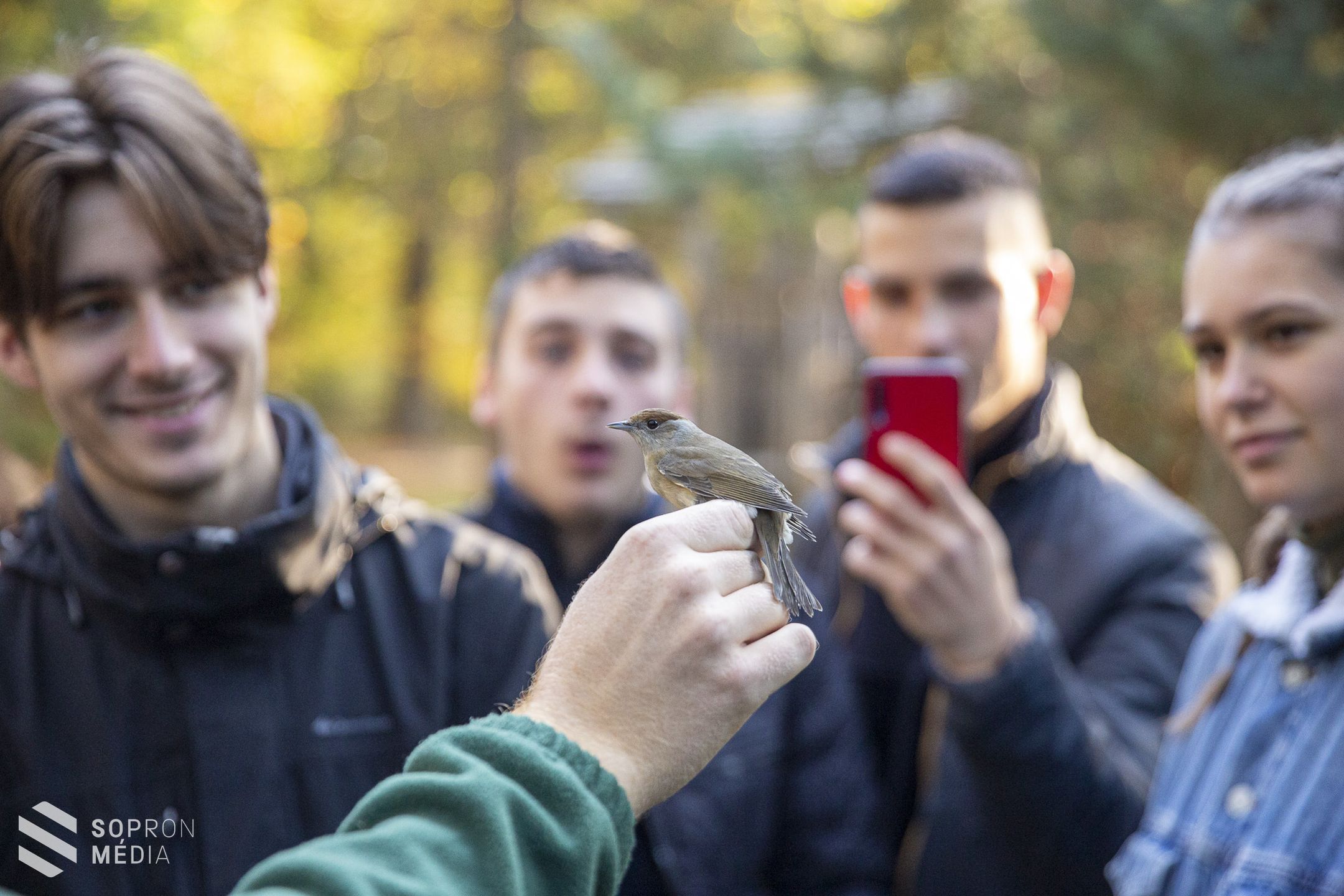 Madárgyűrűzés a Soproni Egyetem Botanikus Kertjében