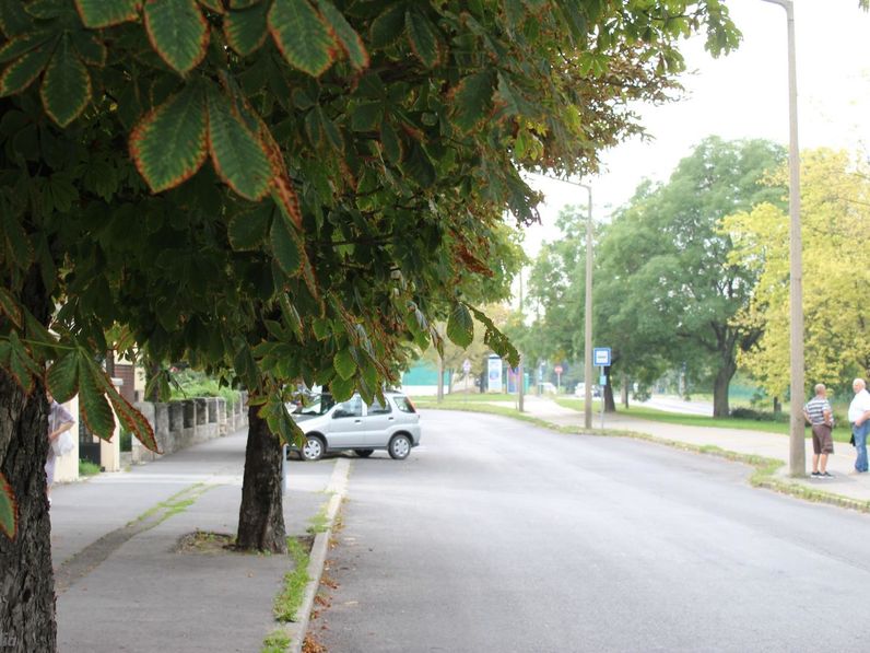 Vadgesztenye- és platánfákat permeteznek Sopronban