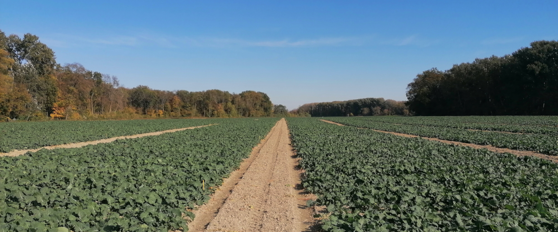 Agrofil-SZMI Kft.