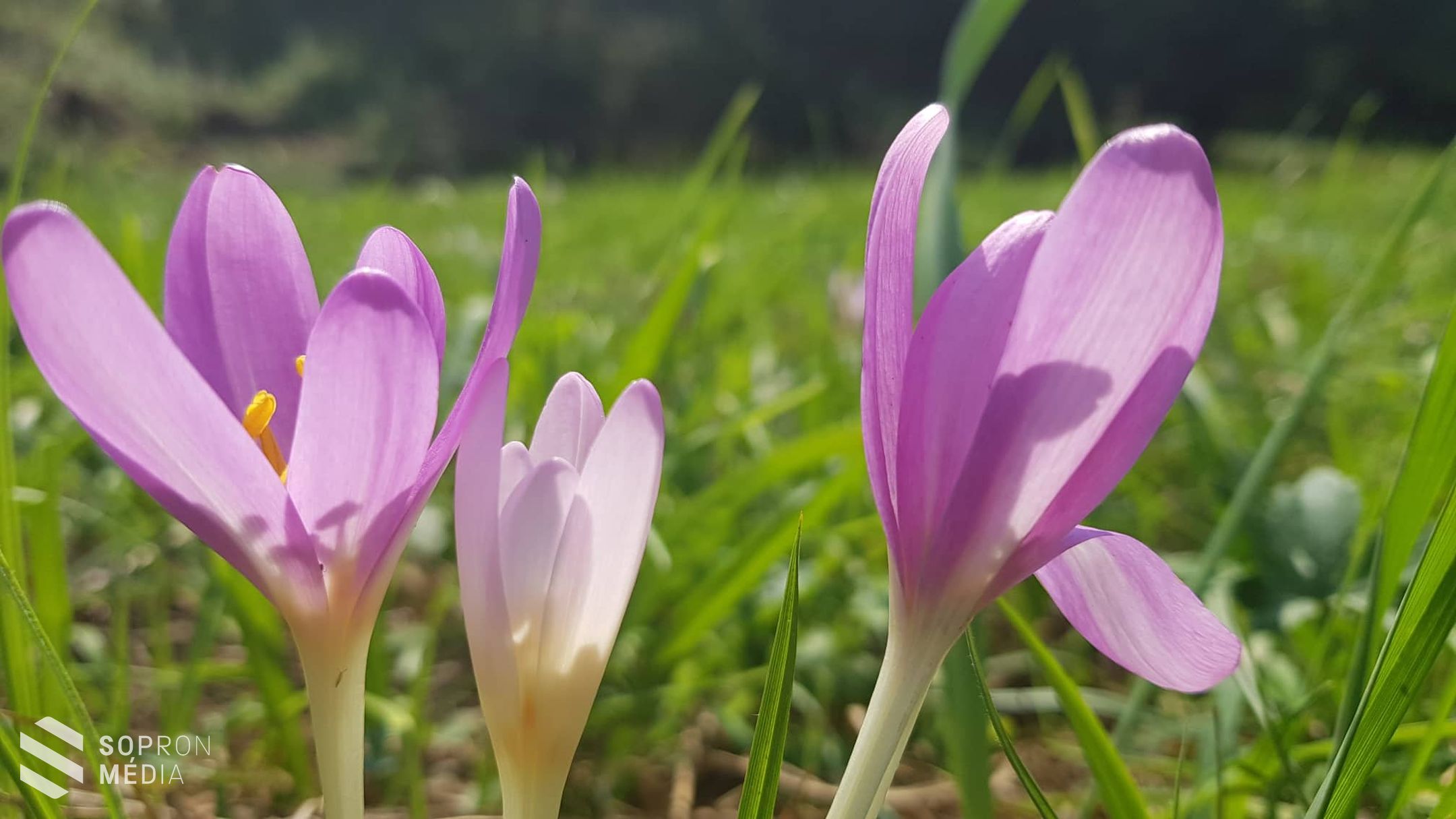 Gyönyörködjön az őszi kikericsben!