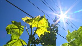 Ezekkel kell szembenéznie most a soproni szőlősgazdáknak