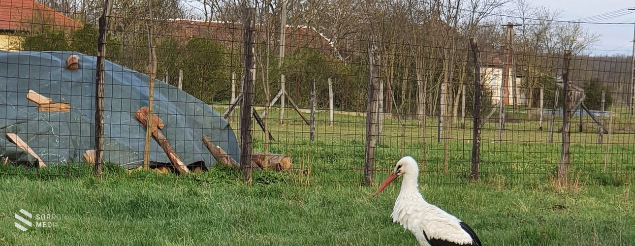 Érkeznek a gólyák Sopron térségébe is